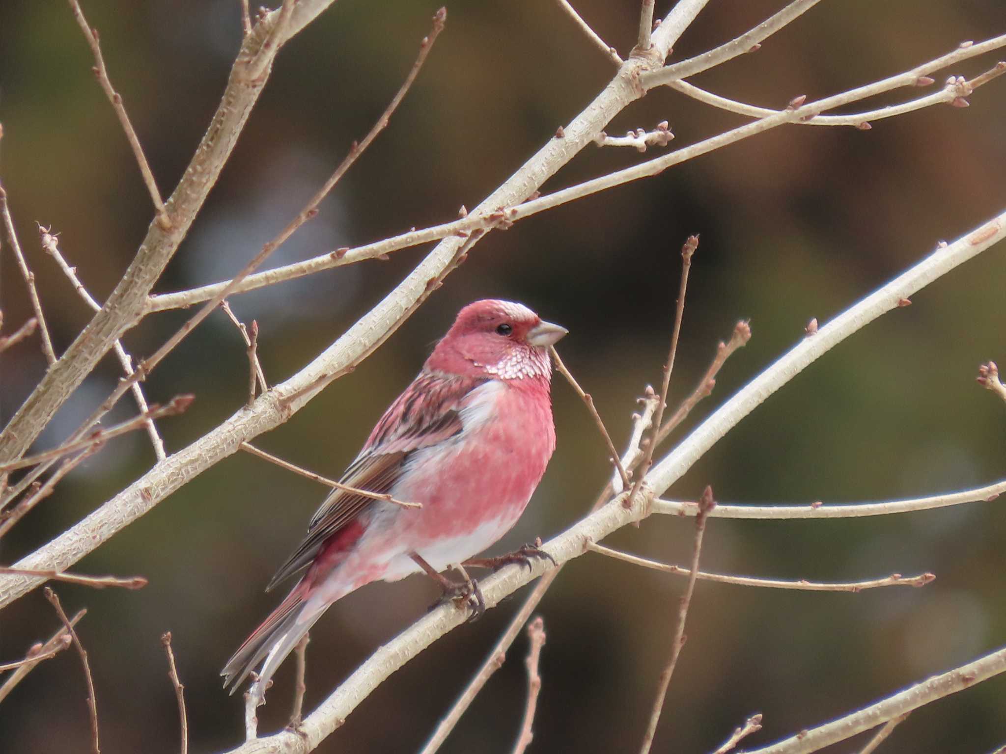 Pallas's Rosefinch