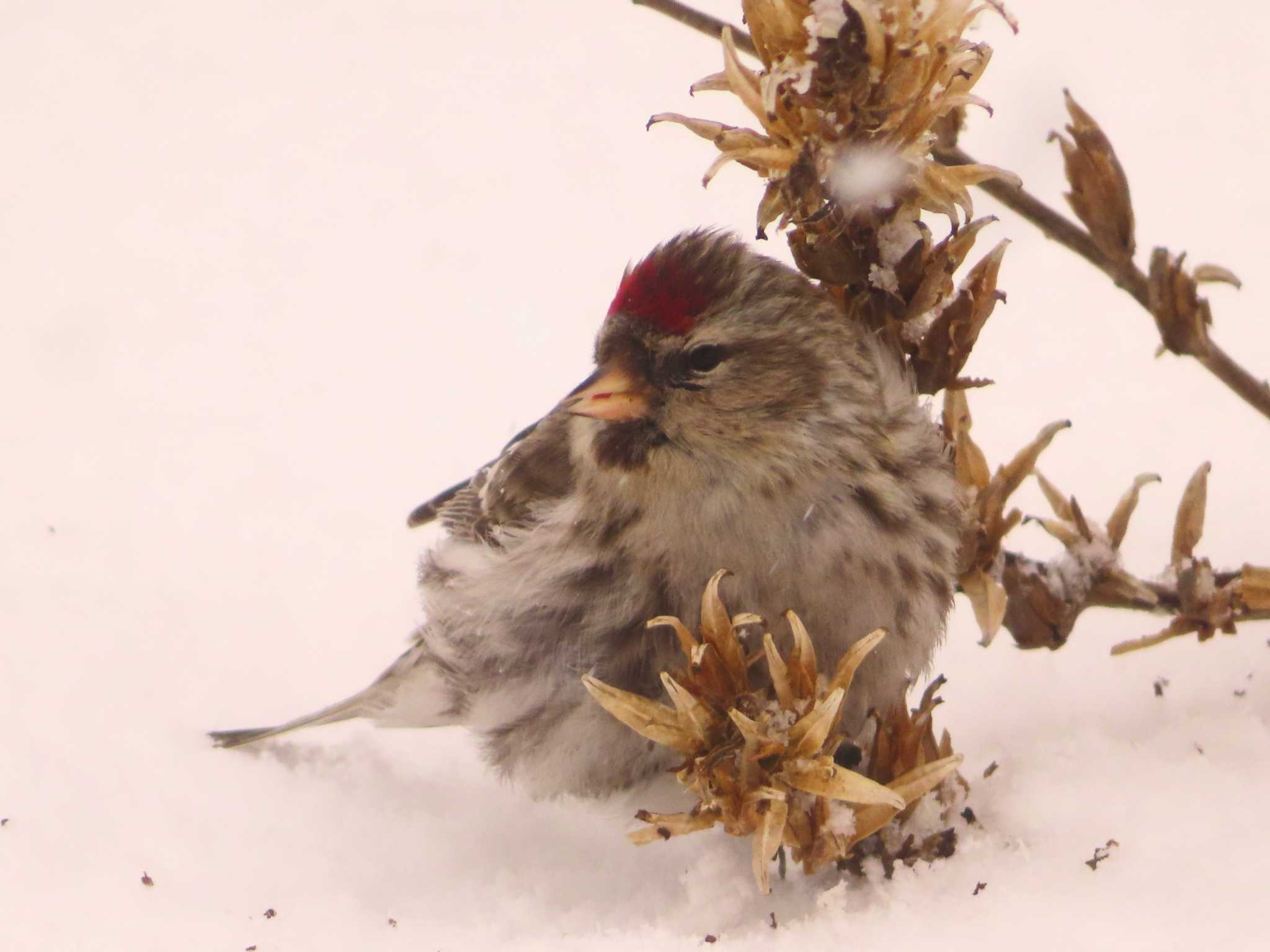 Common Redpoll