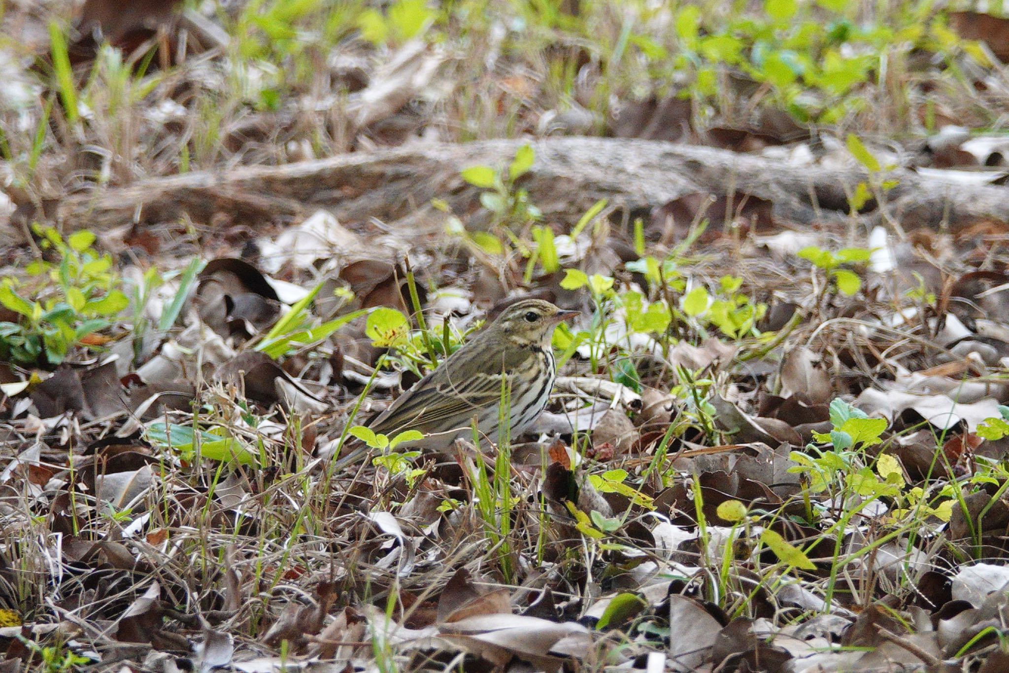 Photo of Olive-backed Pipit at 台中都会公園(台湾) by のどか