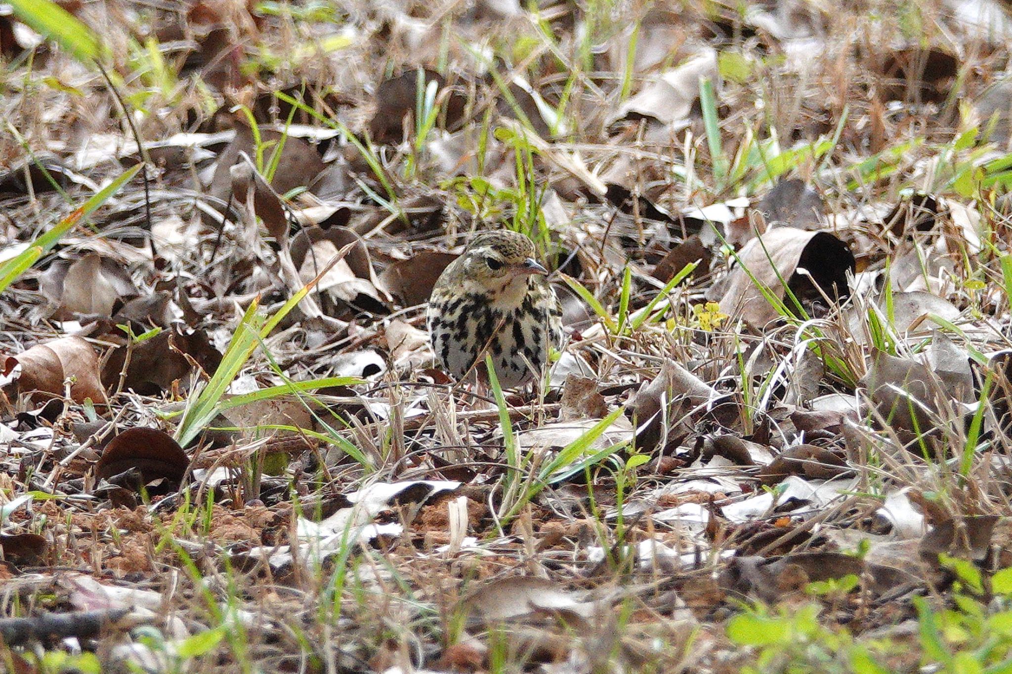 Olive-backed Pipit