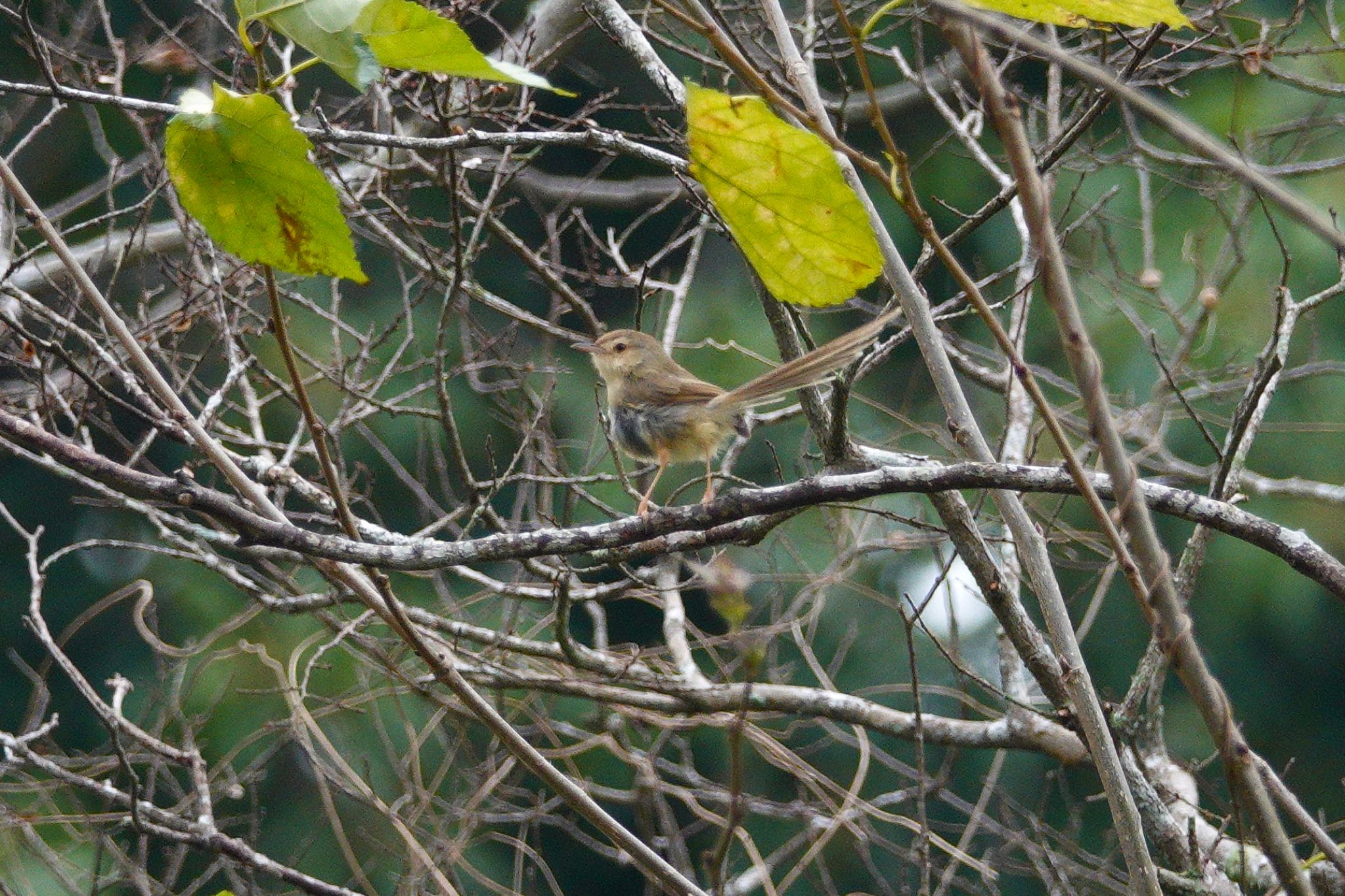 Photo of Plain Prinia at 台中都会公園(台湾) by のどか