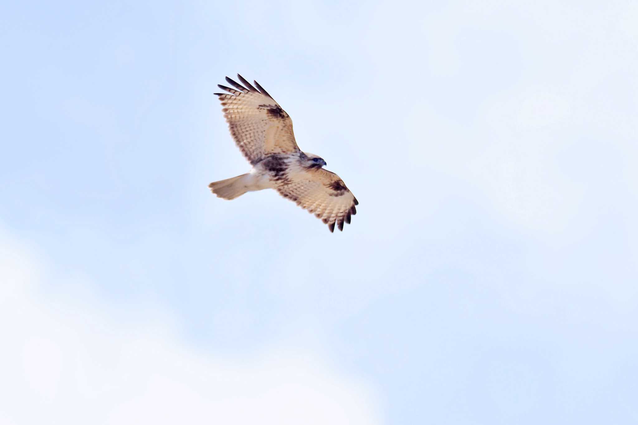 Eastern Buzzard