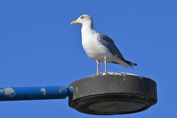 Vega Gull 銚子の南の方 Sun, 3/3/2024