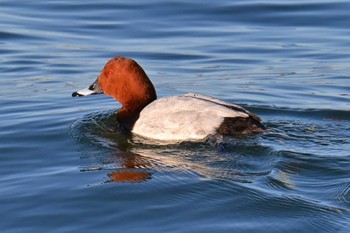 Common Pochard Choshi Fishing Port Sun, 3/3/2024