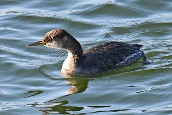 Red-necked Grebe Choshi Fishing Port Sun, 3/3/2024