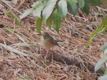 Red-flanked Bluetail 和歌山県 Thu, 3/14/2024