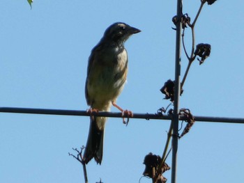 2023年8月27日(日) 御殿場の野鳥観察記録