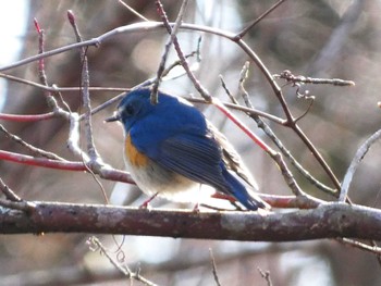 2024年3月10日(日) 丸火自然公園の野鳥観察記録