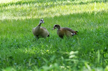 Egyptian Goose ウガンダ Mon, 3/11/2024