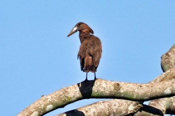 Hamerkop ウガンダ Mon, 3/11/2024