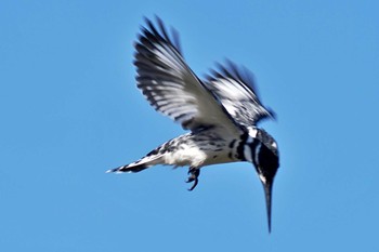 Pied Kingfisher ウガンダ Mon, 3/11/2024