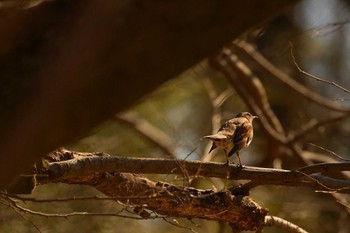 2024年3月10日(日) 秋が瀬公園の野鳥観察記録