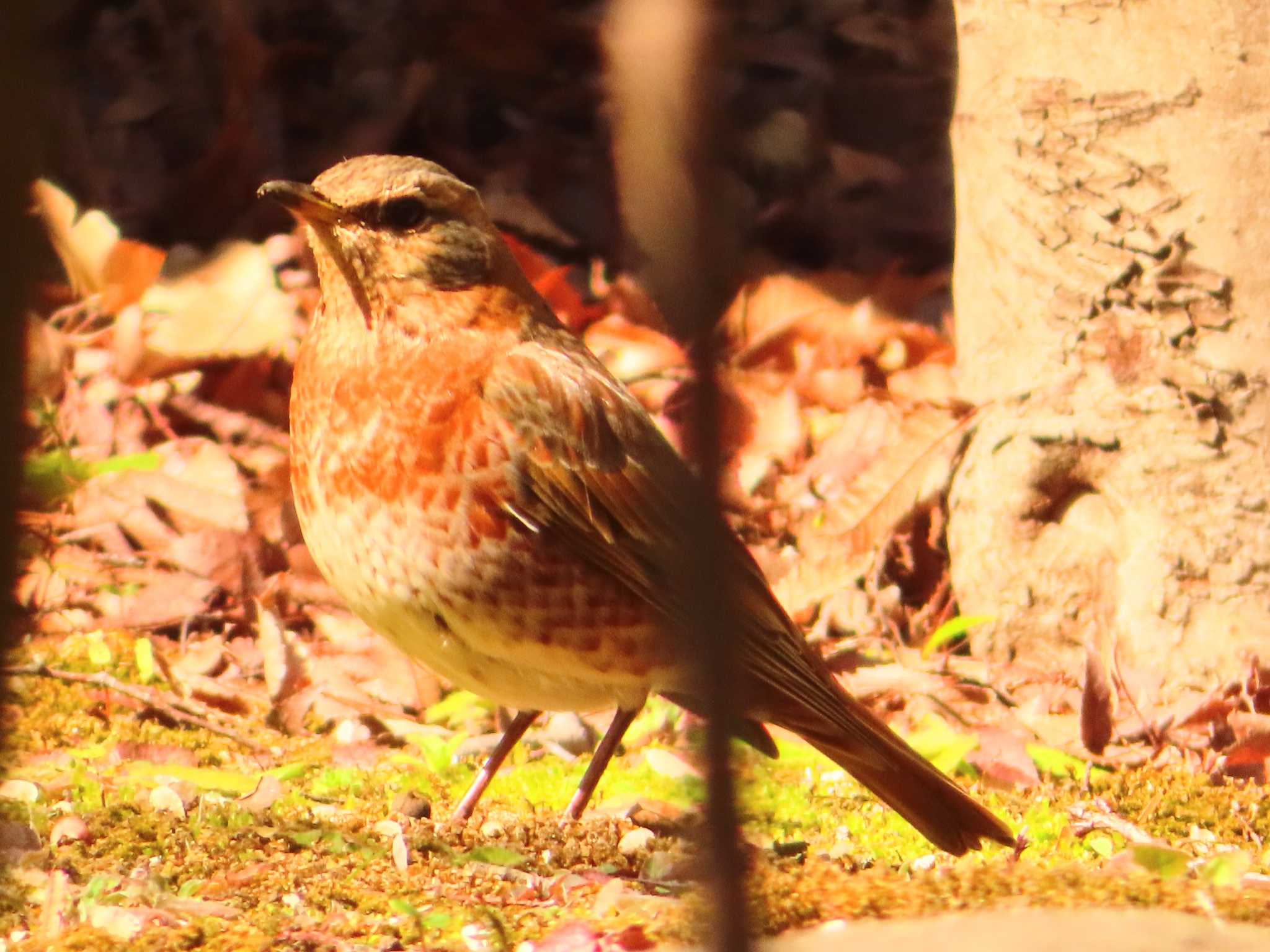 Naumann's Thrush