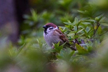 スズメ 長居公園植物園 2024年3月9日(土)