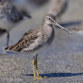 Long-billed Dowitcher 佐賀 Unknown Date