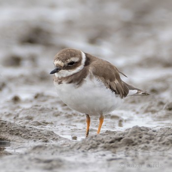 Common Ringed Plover 佐賀 Unknown Date