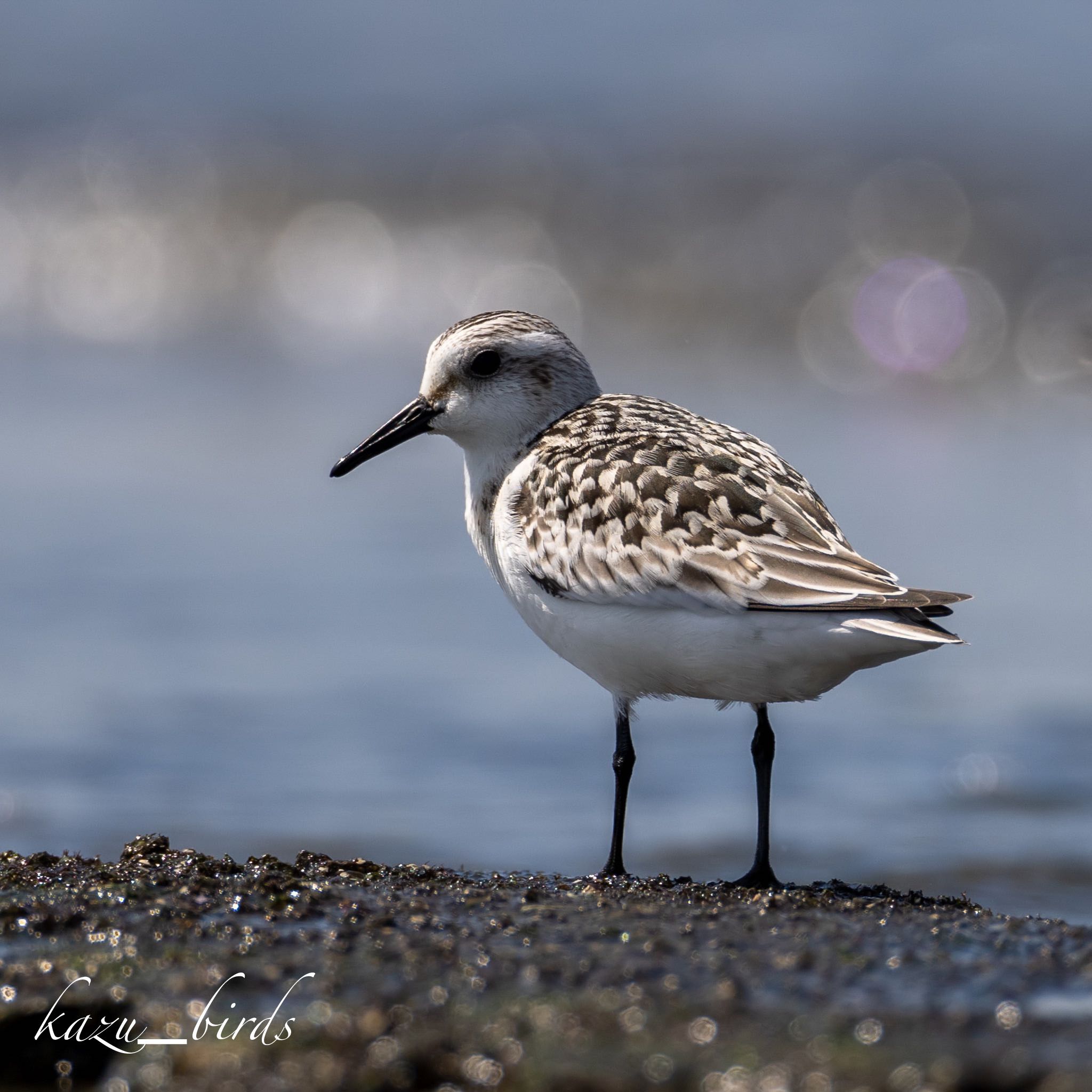 Photo of Sanderling at 熊本 by アグリ