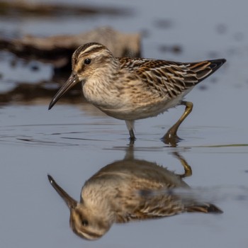 Broad-billed Sandpiper 熊本 Mon, 8/29/2022