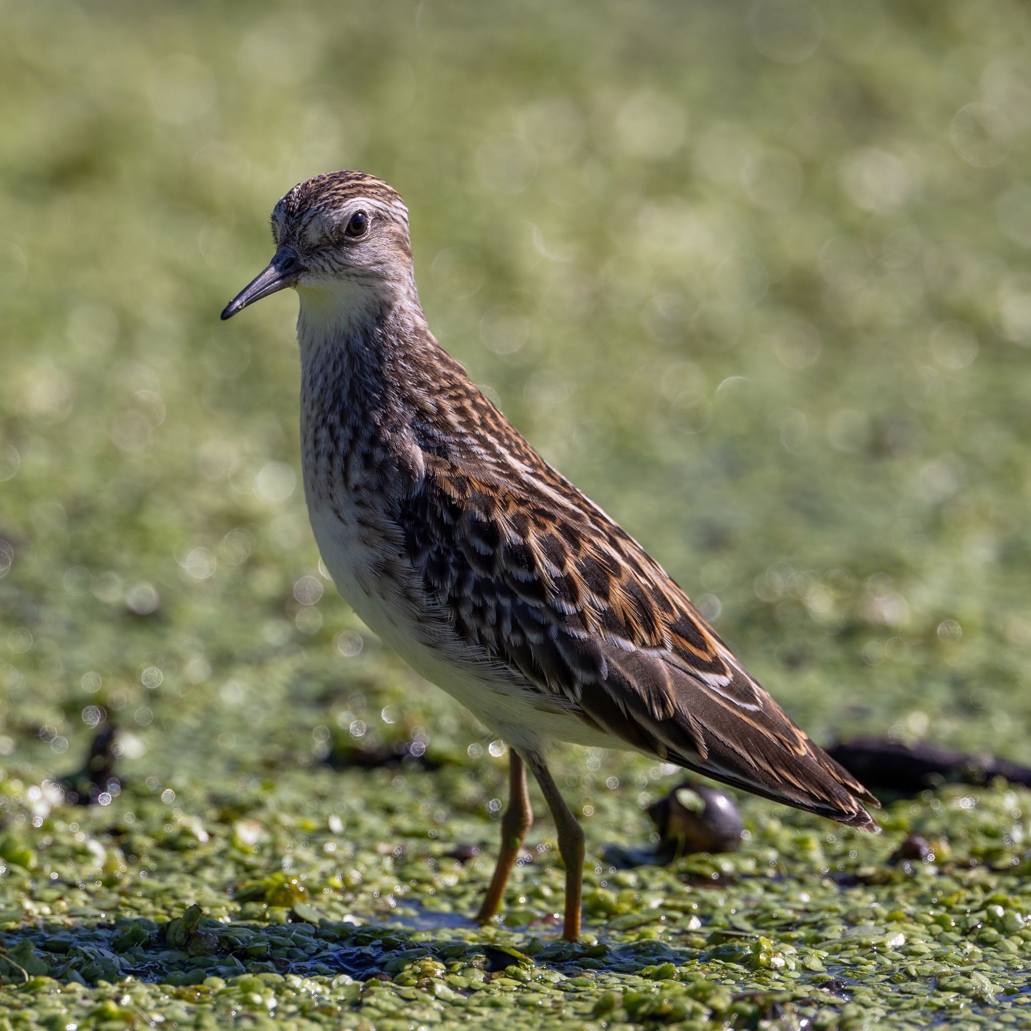 Photo of Long-toed Stint at 熊本 by アグリ