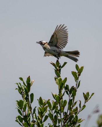 Light-vented Bulbul 福岡 Sat, 7/2/2022