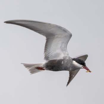 Whiskered Tern 熊本 Sun, 6/19/2022