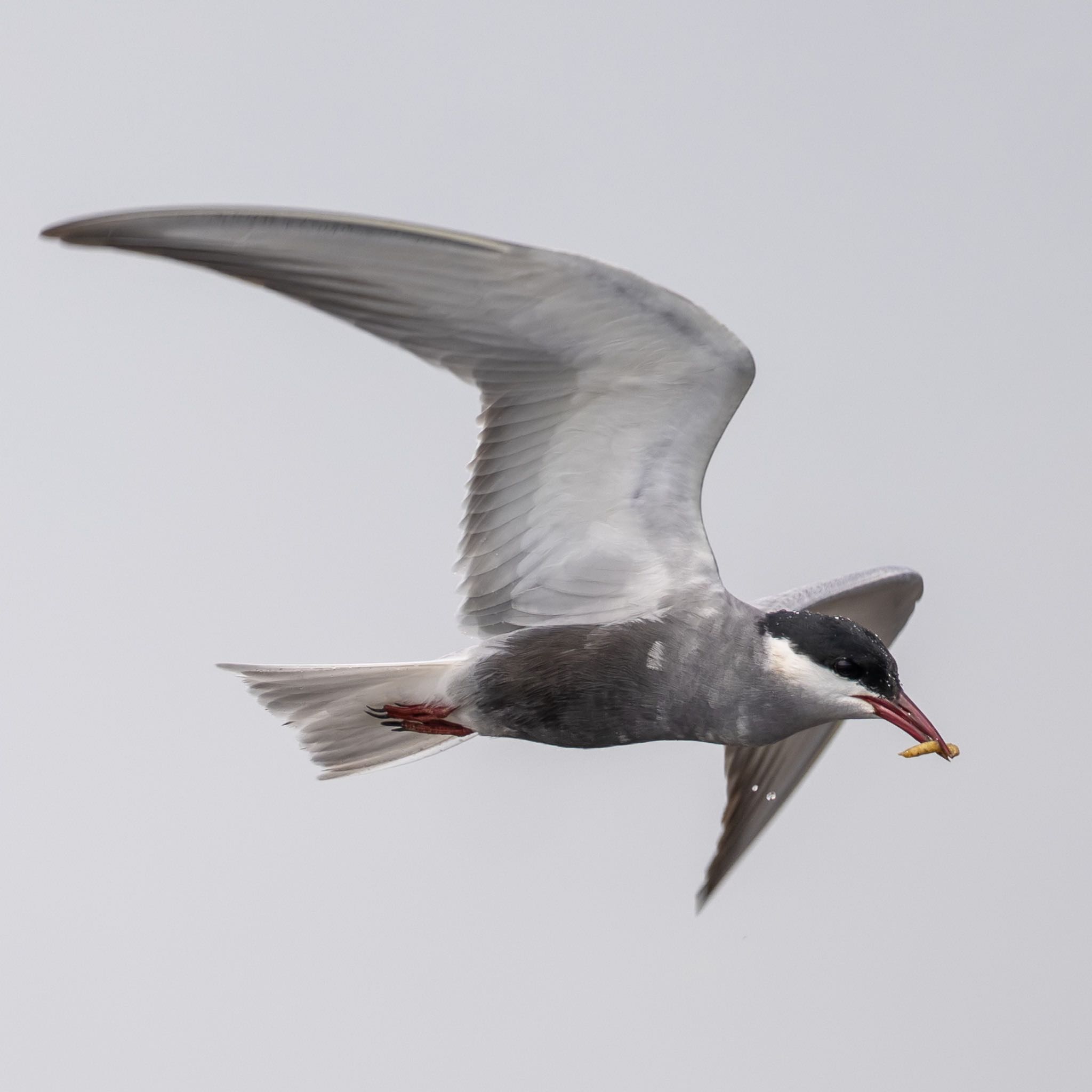 Photo of Whiskered Tern at 熊本 by アグリ