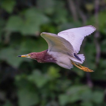 Chinese Pond Heron 福岡 Mon, 6/20/2022