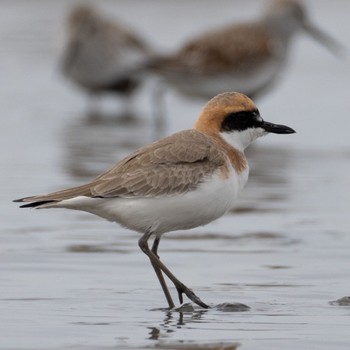 Greater Sand Plover 佐賀 Mon, 4/18/2022