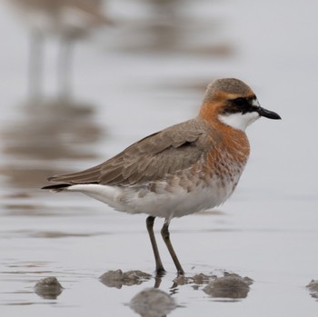 Siberian Sand Plover Daijugarami Higashiyoka Coast Mon, 4/18/2022