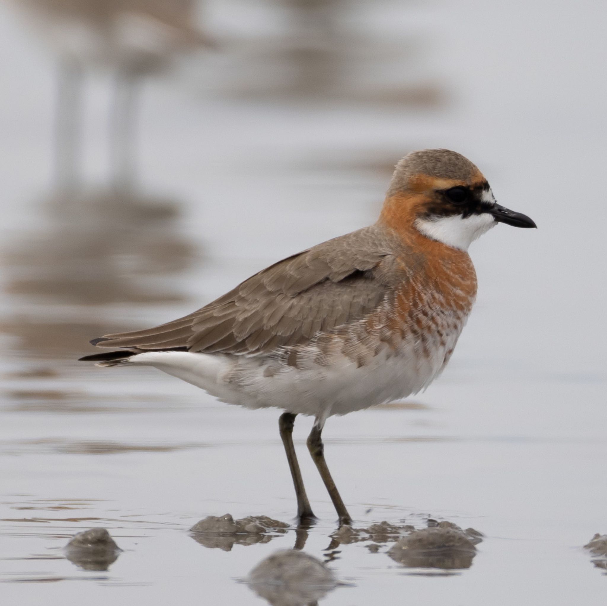 Photo of Siberian Sand Plover at Daijugarami Higashiyoka Coast by アグリ