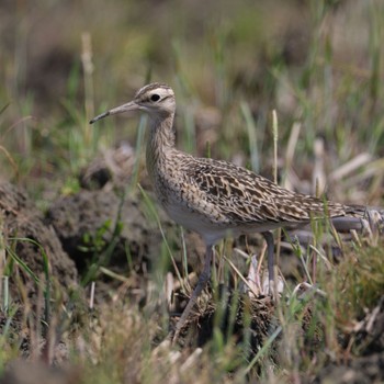 Little Curlew 福岡 Wed, 4/20/2022