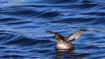 Little Grebe 田端東遊水池公園 Sat, 3/9/2024