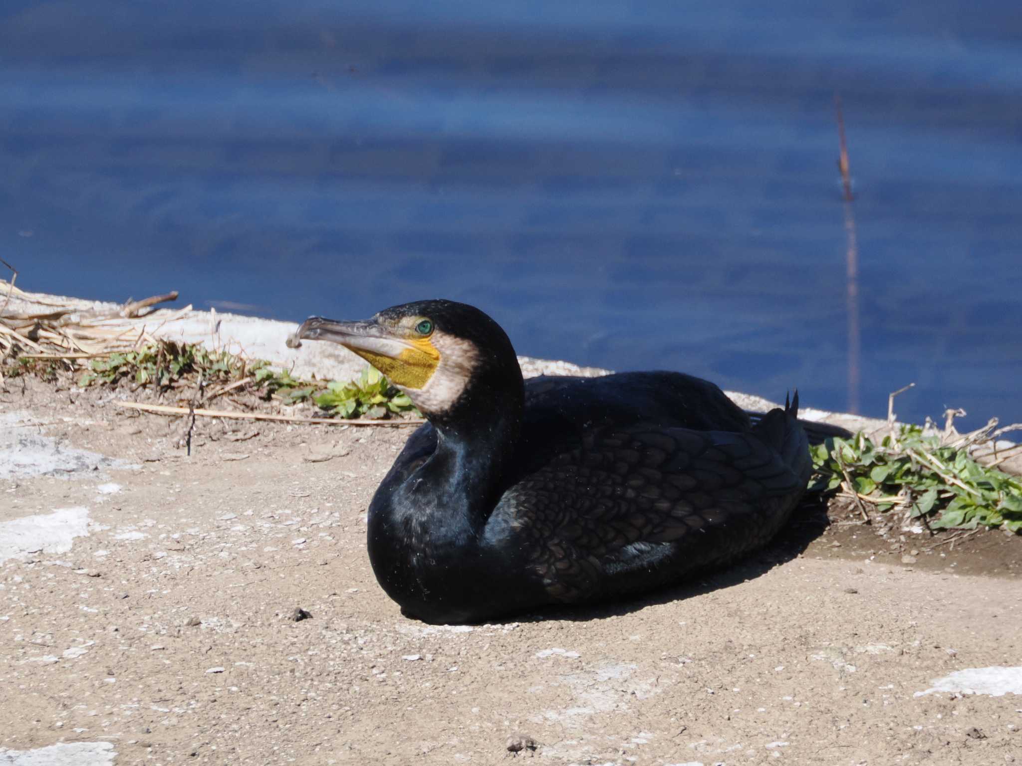 Photo of Great Cormorant at 境川遊水地公園 by こむぎこねこ