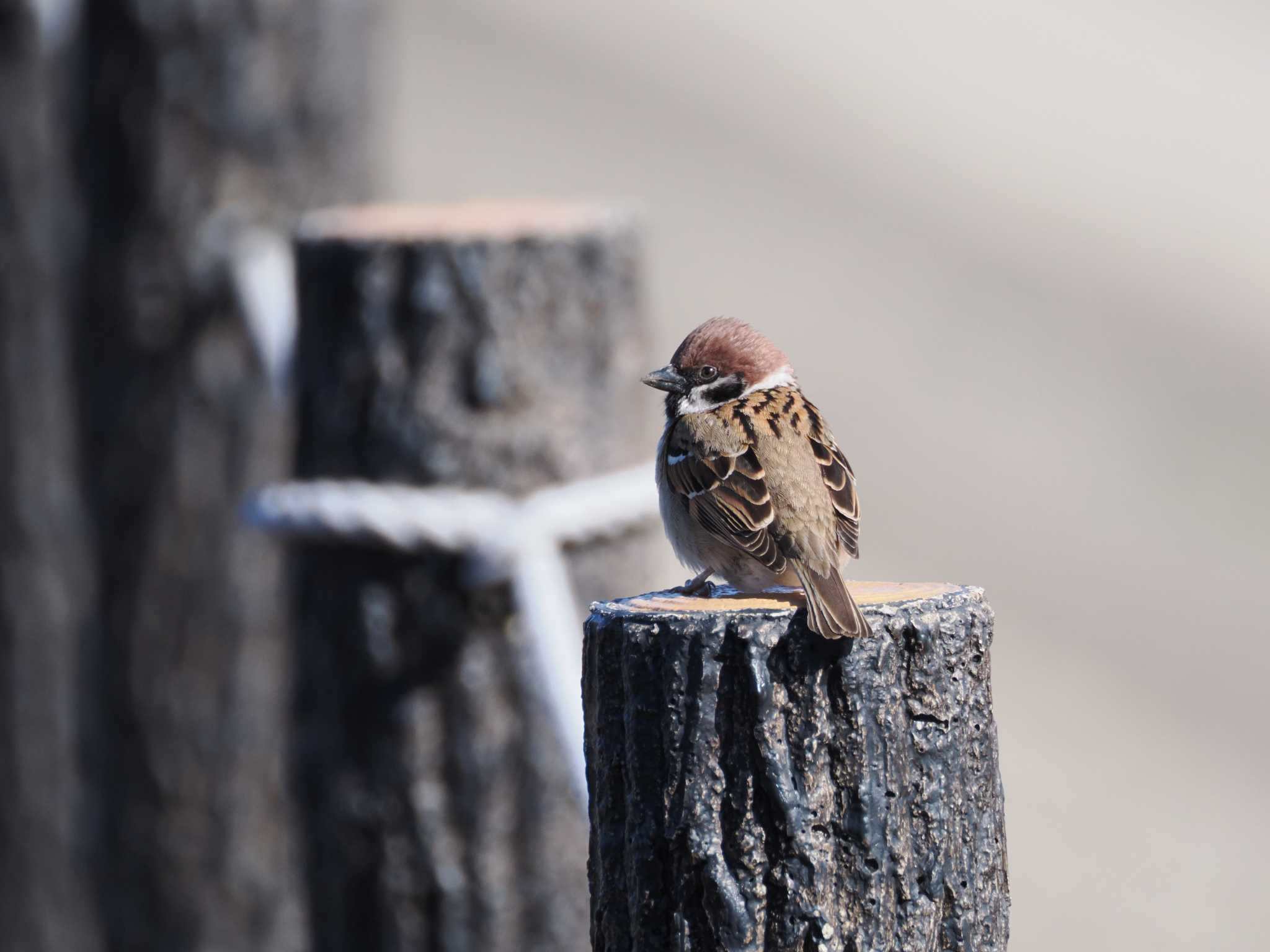 Eurasian Tree Sparrow