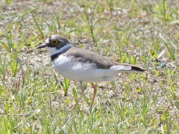 2023年4月22日(土) 平城宮跡の野鳥観察記録