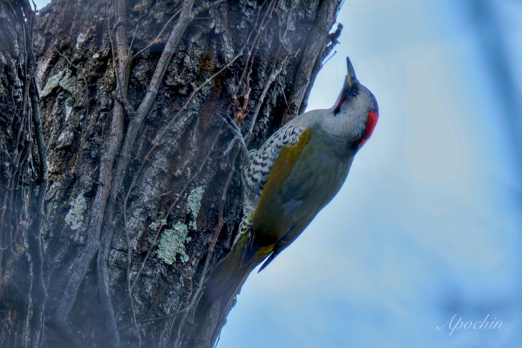 Japanese Green Woodpecker