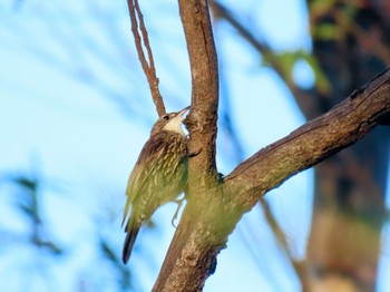 ノドジロキノボリ Budderoo National Park, NSW, Australia 2024年3月10日(日)