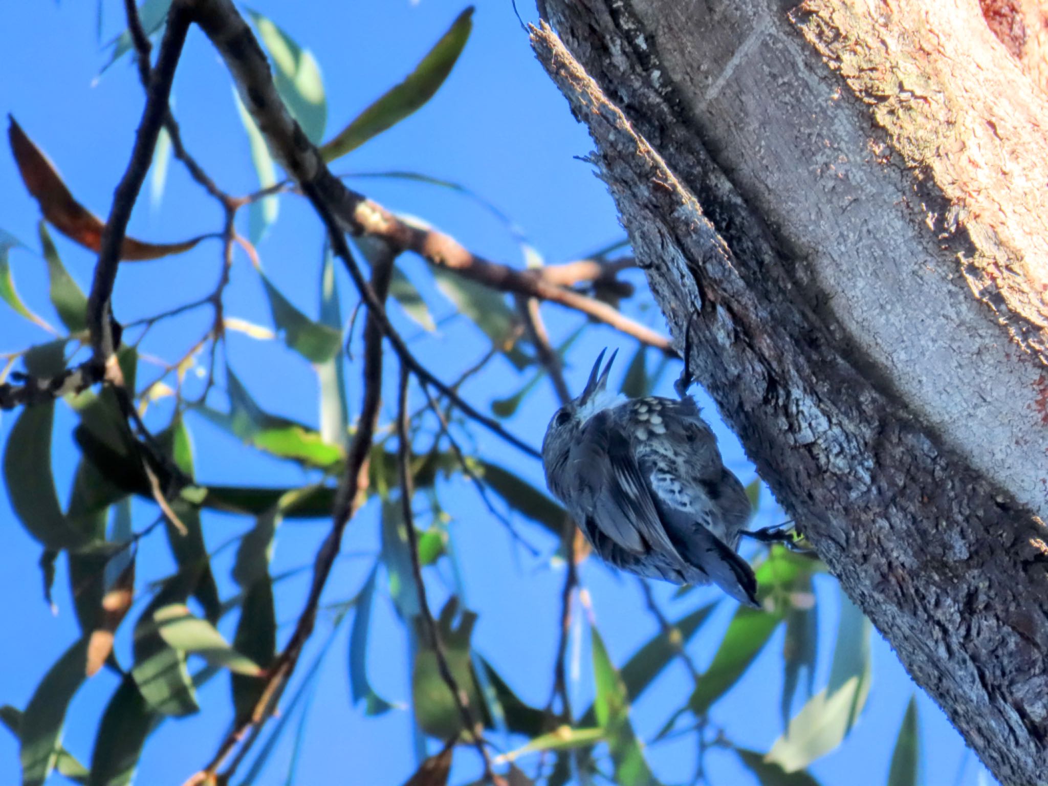Budderoo National Park, NSW, Australia ノドジロキノボリの写真 by Maki