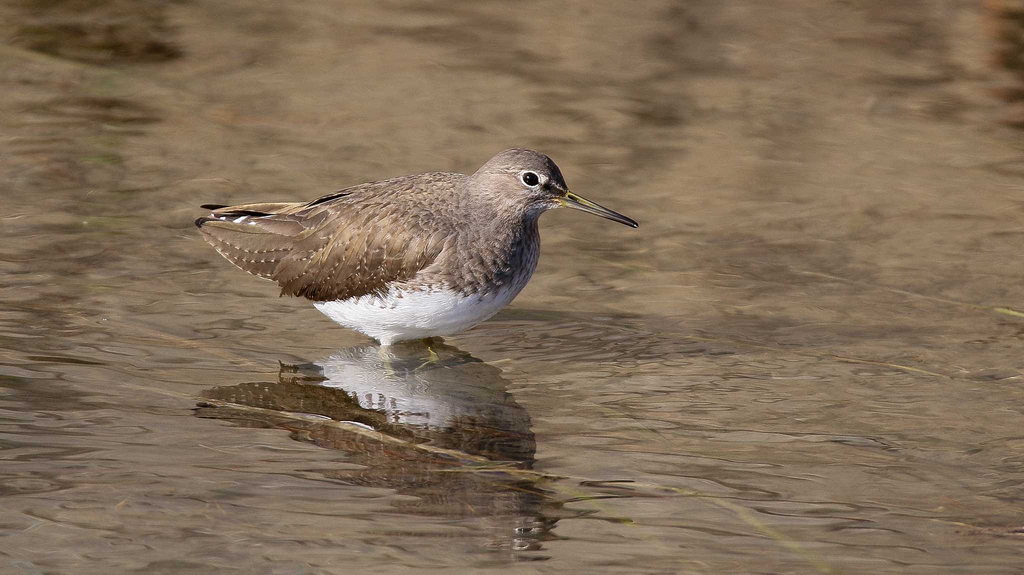 Photo of Green Sandpiper at 熊田川 by BlueBird