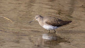 Green Sandpiper 熊田川 Thu, 2/15/2024