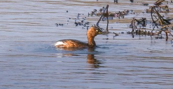 Little Grebe 熊田川 Thu, 2/15/2024