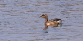 Little Grebe 熊田川 Thu, 2/15/2024