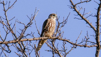 コチョウゲンボウ 熊田川 2024年2月15日(木)