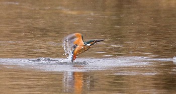 Common Kingfisher 熊田川 Thu, 2/15/2024