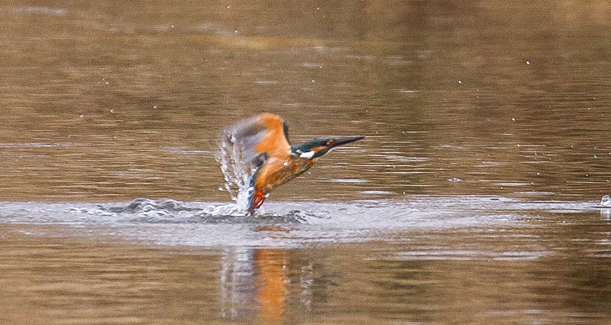 カワセミ