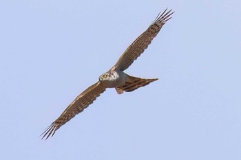 Eurasian Sparrowhawk 麻機遊水地 Wed, 3/13/2024