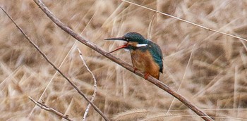 Common Kingfisher 熊田川 Thu, 2/15/2024