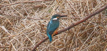 Common Kingfisher 熊田川 Thu, 2/15/2024