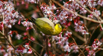 Warbling White-eye 小松市憩いの森 Wed, 3/13/2024