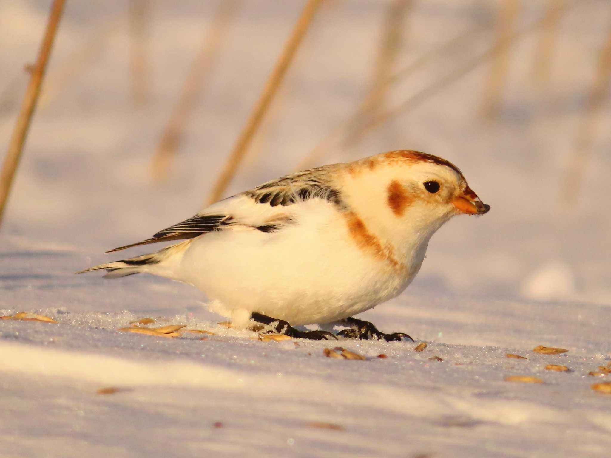 Snow Bunting